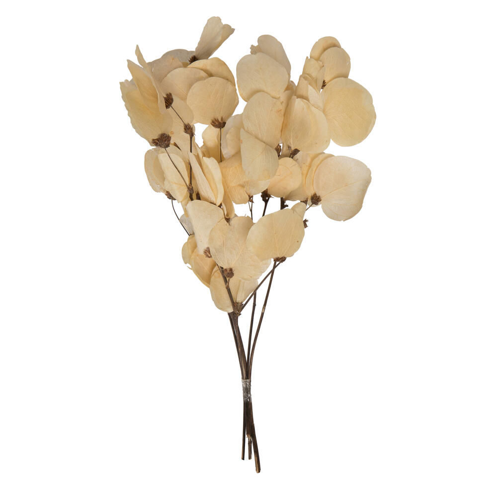H2MLT999 13.5-17 in. Dried Moneta Wood Leaf with Twig Bundle, Bleached