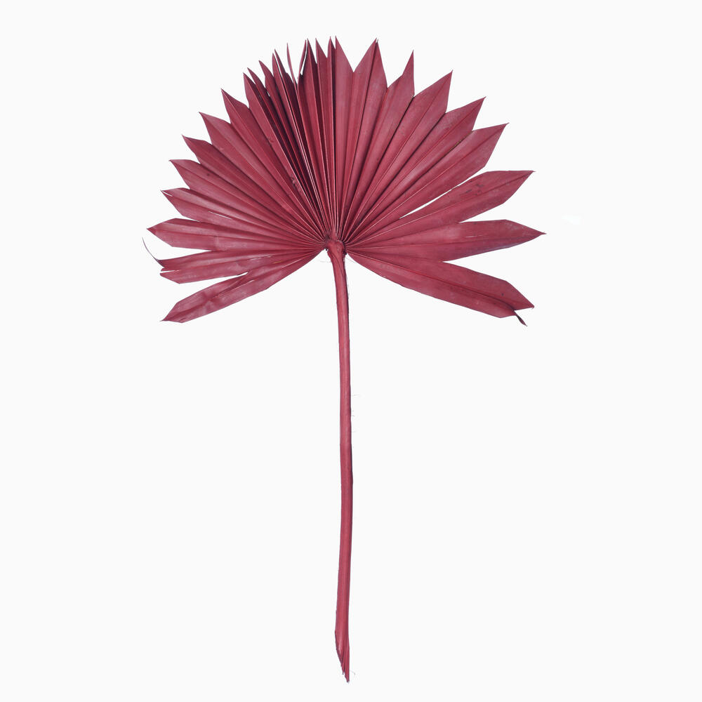H7PSS475 13.75-19.5 in. Dried Palm Sun Spear, Deep Red - 12 Per Bag