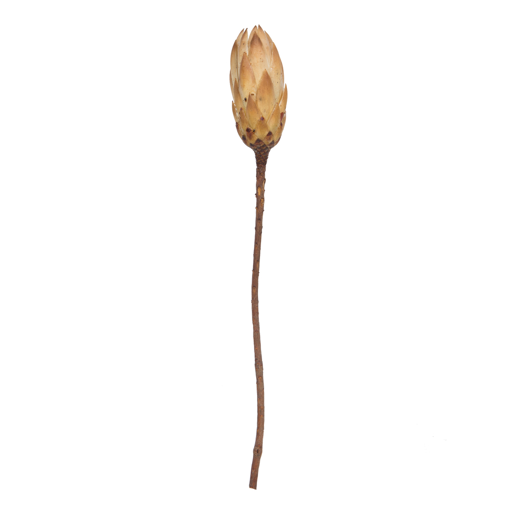 H1RNS000 14 in. Dried Repens On A Natural Stem, Cream - 6 Per Bundle
