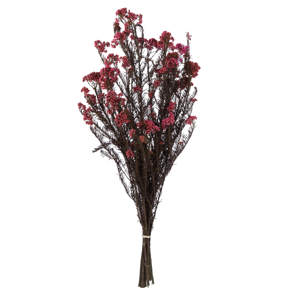 H1RCF400 4.25 oz 16-23 in. Preserved Rice Flower Bunch, Pink