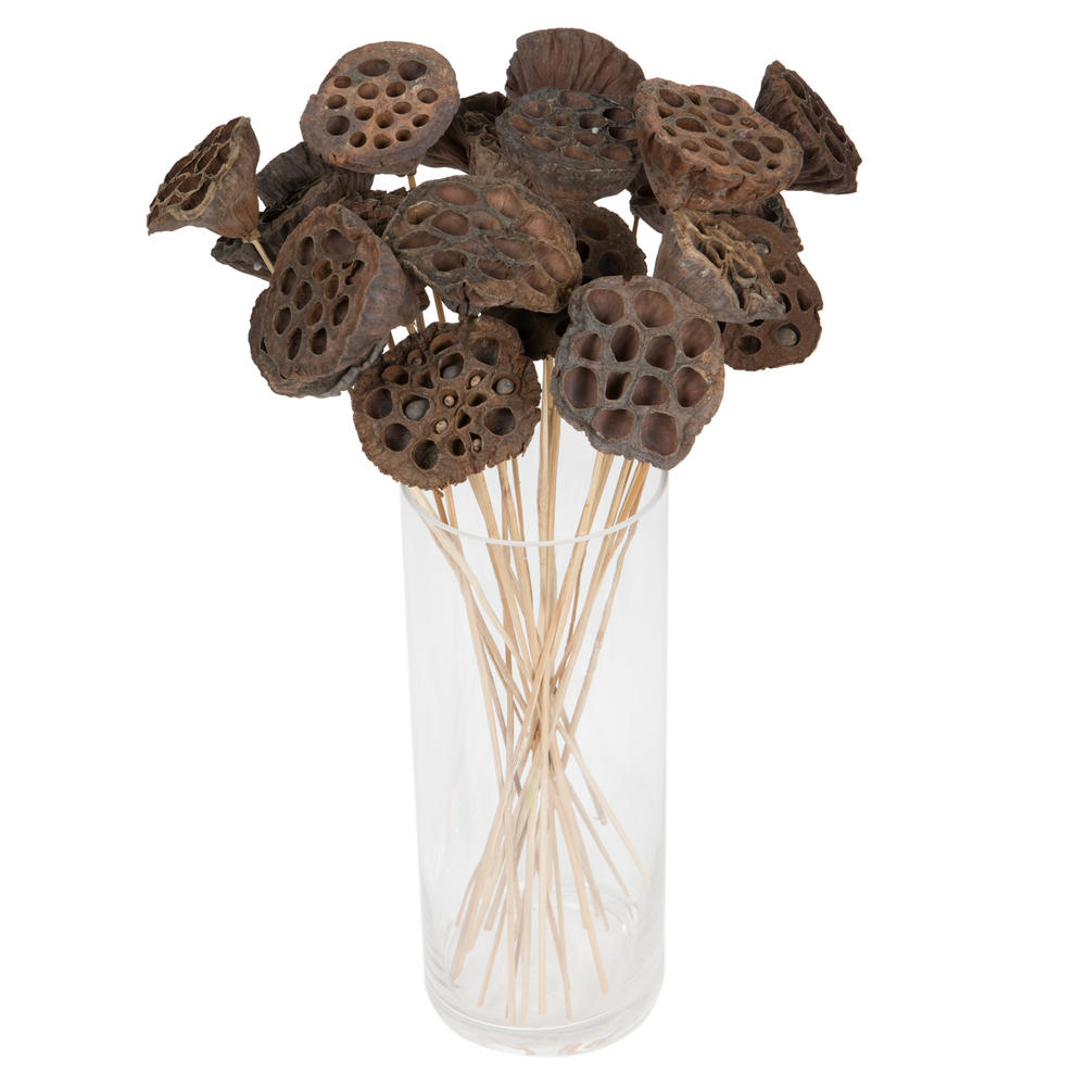 H7LPMS000 20 in. Lotus Pod Medium on Stem Pod - 50 per Pack