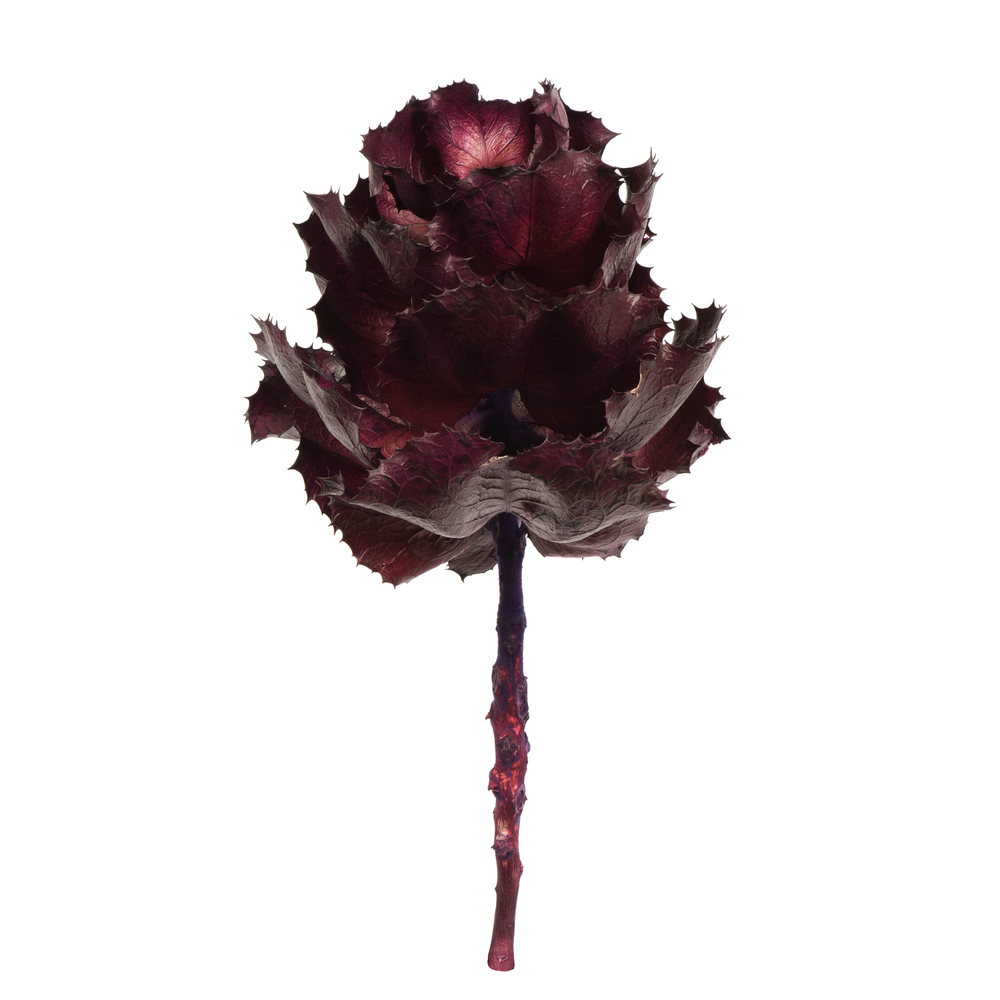 H1QUM575 6 - 7 in. Queen Dried Medium Flowering Pod, Violet