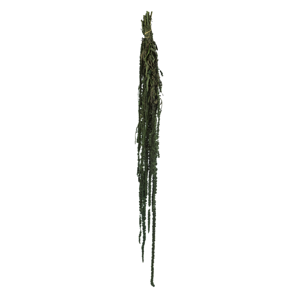 H3AMA150 30 in. Preserved Amaranthus Bundle, Green