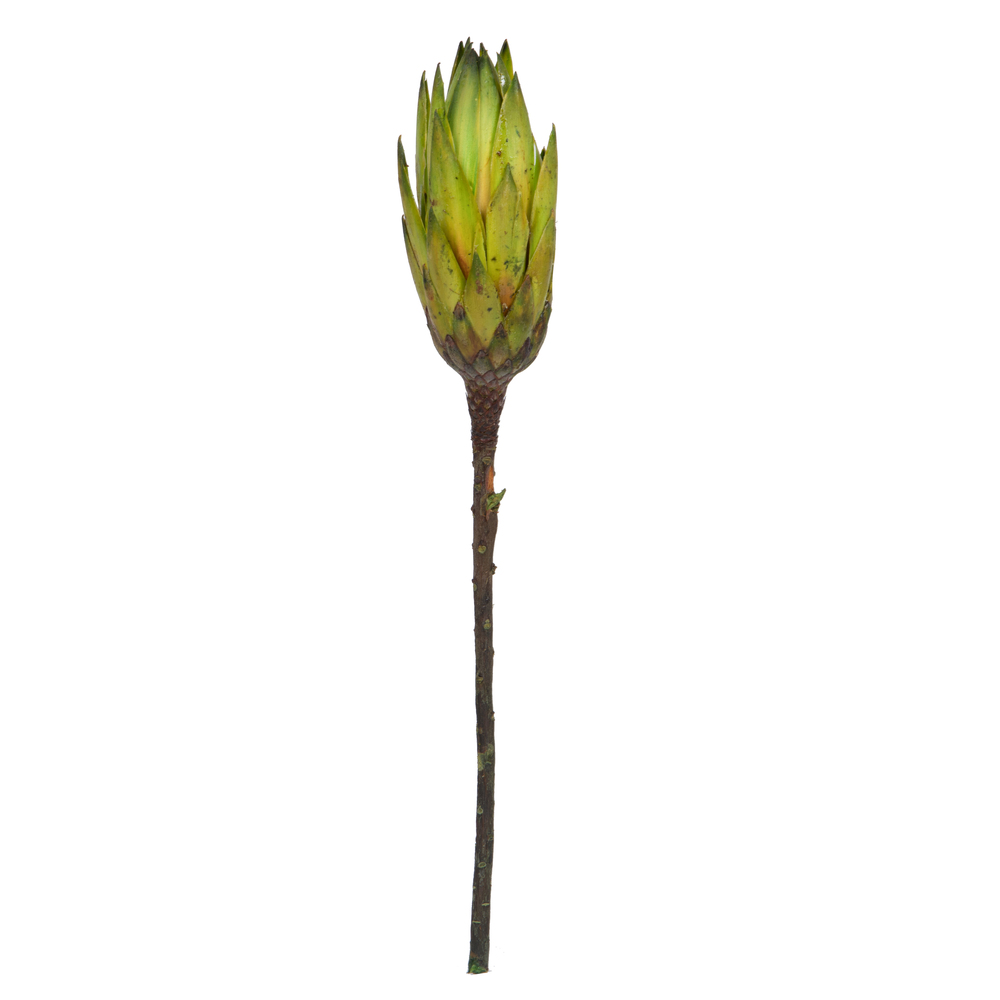 H1RNS100 14 in. Dried Repens with Natural Protea Stem, Basil - 6 Per Bundle