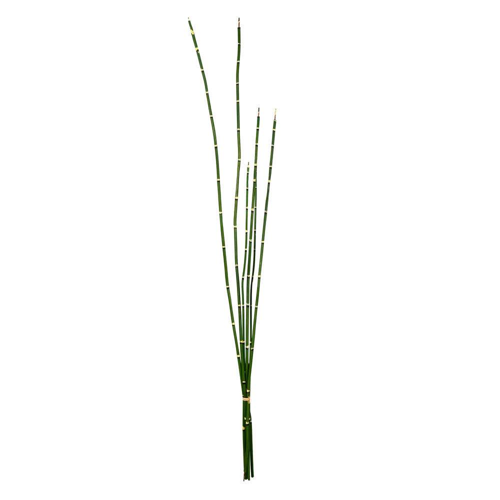 FS190201 31 in. Artificial Horsetail Bundle, Green - Pack of 2