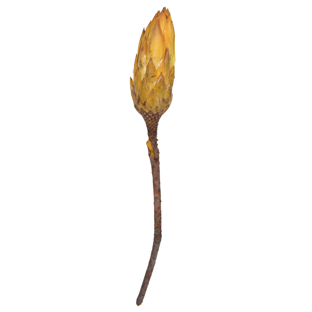 H1RNS700 14 in. Dried Repens with Natural Stem, Yellow - 6 Per Bundle