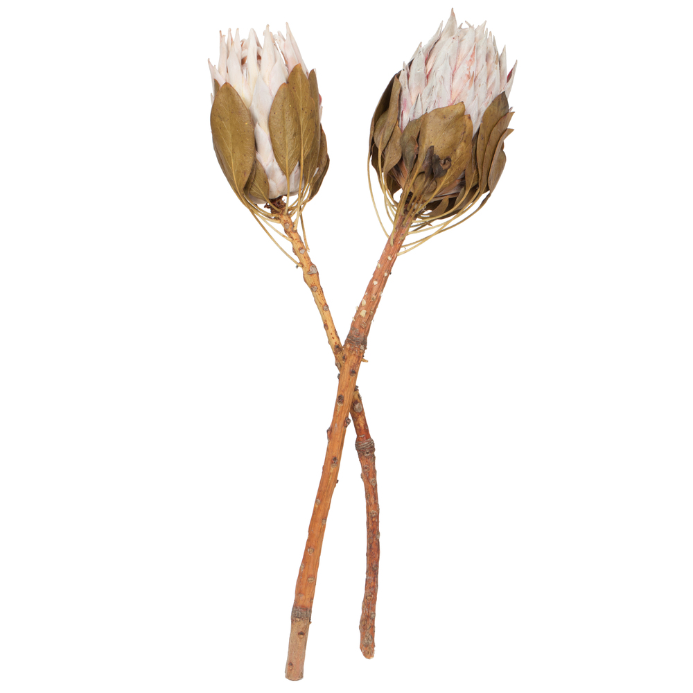 H1KNG405-2 11-13 in. King Protea Stem, Blush - Pack of 2