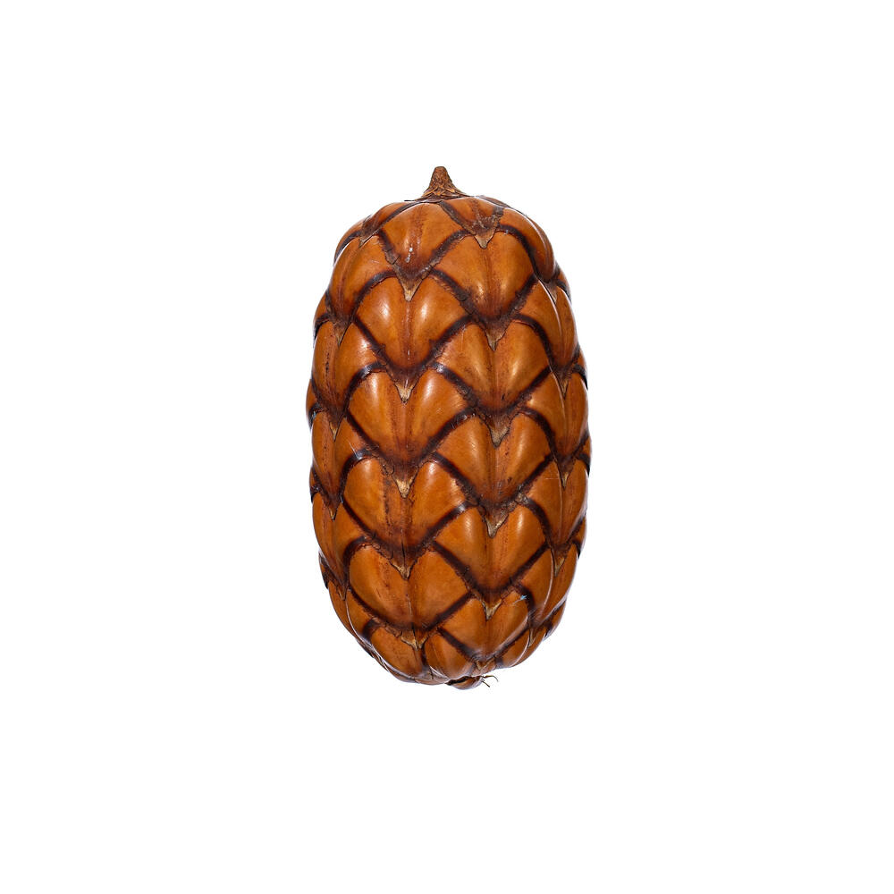 H2UXI000 2-3 in. Natural Uxi Pod, 24 Per Bag