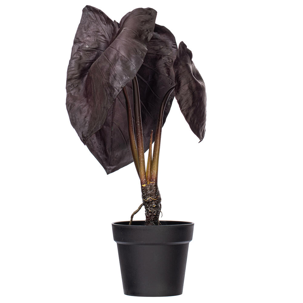 FS231128 28 x 17 in. Artificial Alocasia Black Magic Potted Plant