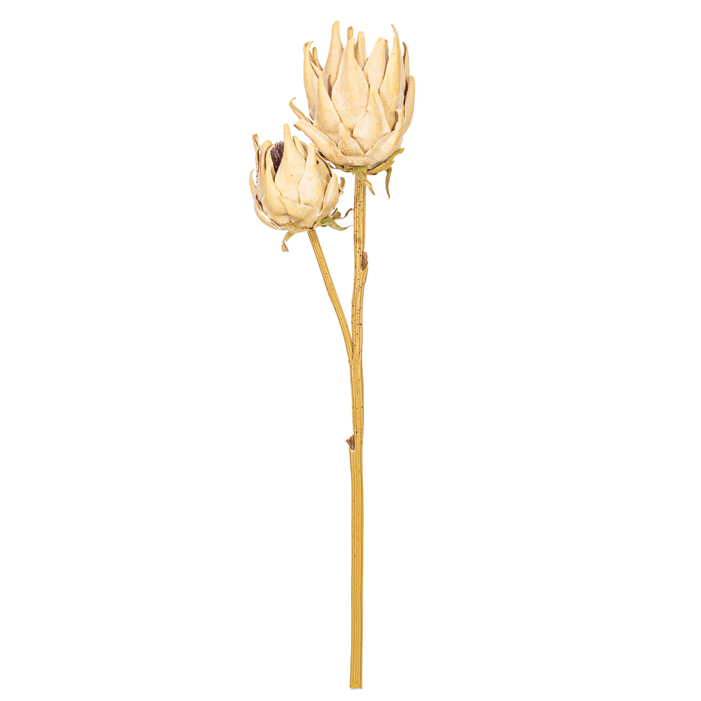 FXT234542 26 in. Cream Protea Stem - Bag of 2