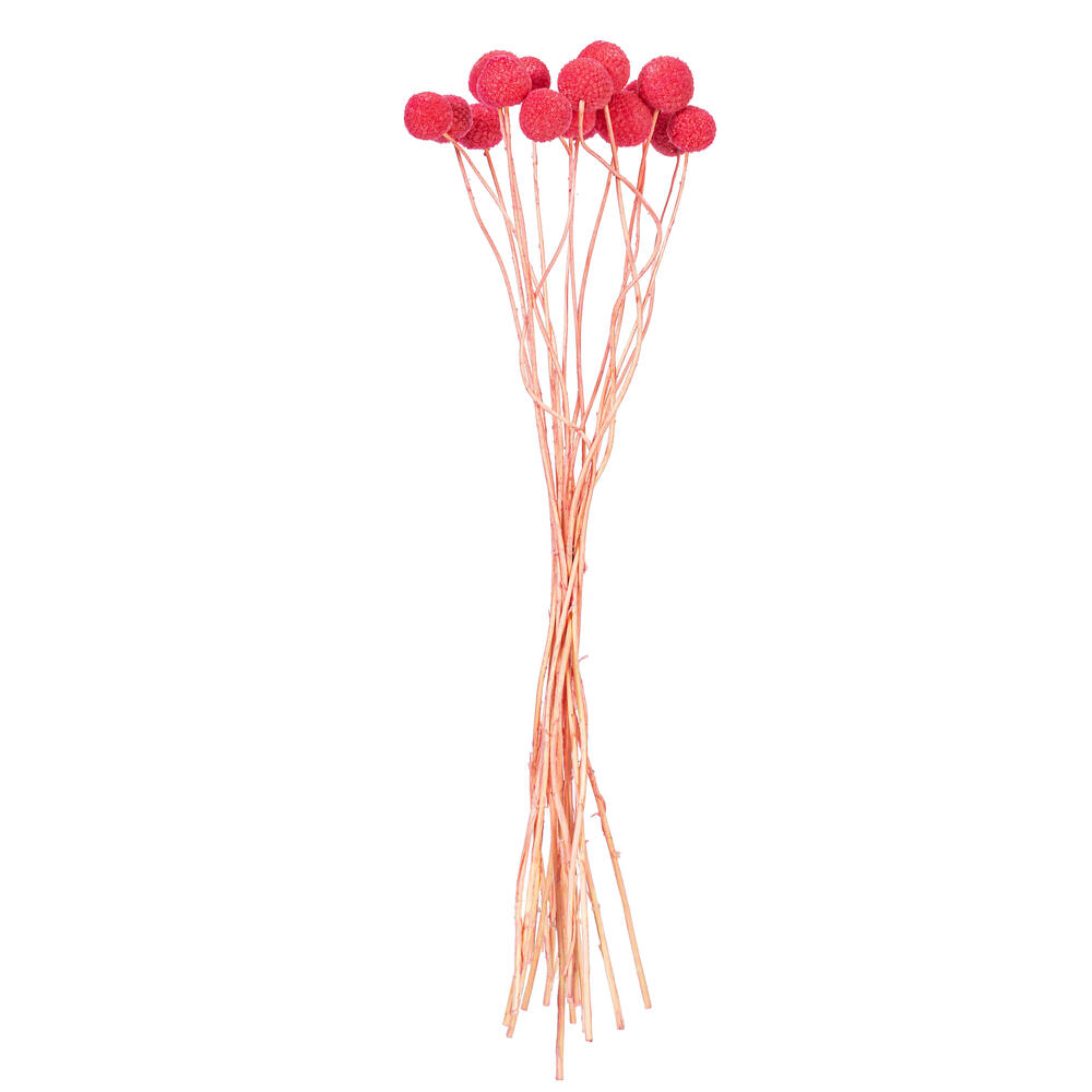 H1BBN410 16-20 in. Natural Dried Pink Craspedia Bunch - 1.75 oz