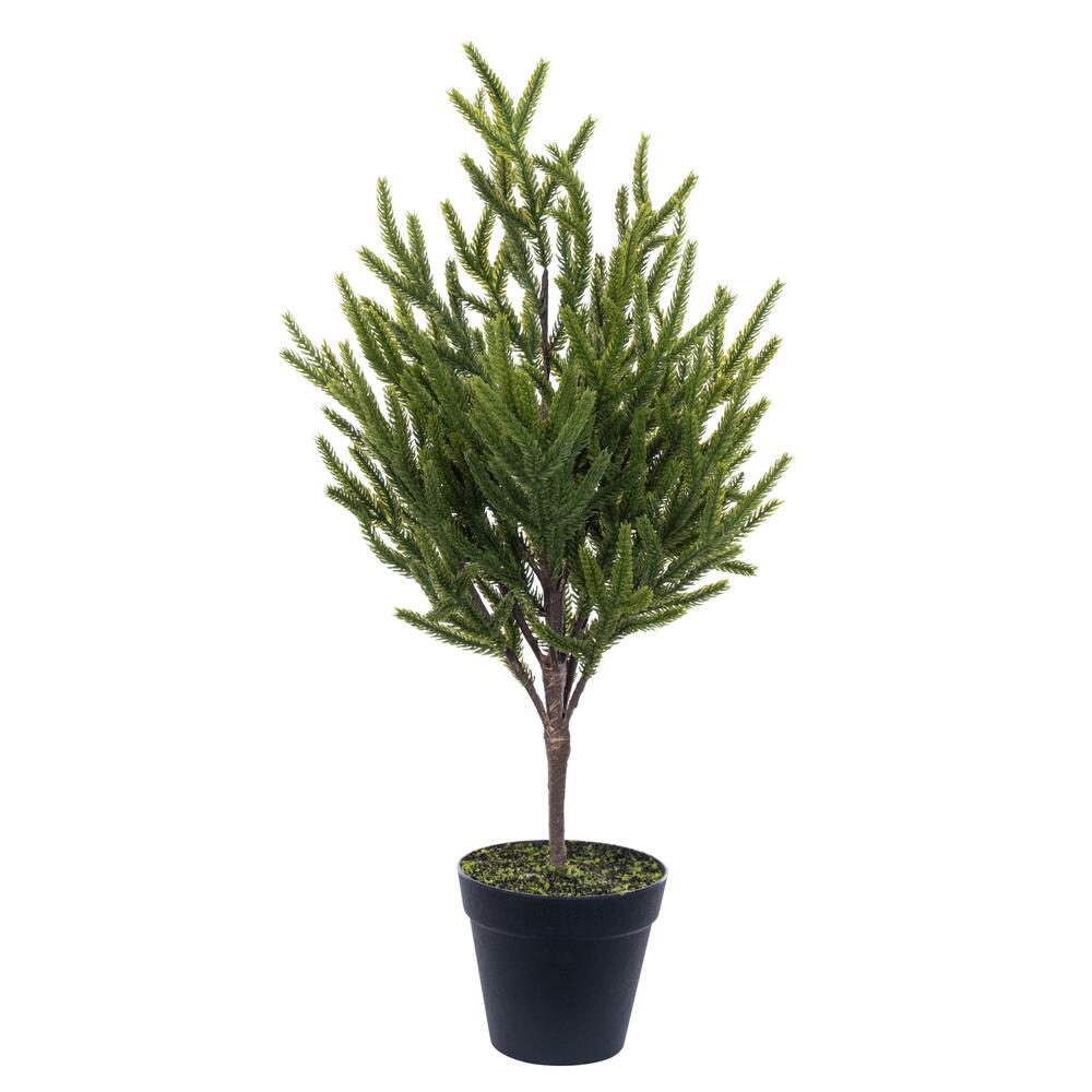 RS240322 23.5 in. Potted Green Norfolk Pine Tree