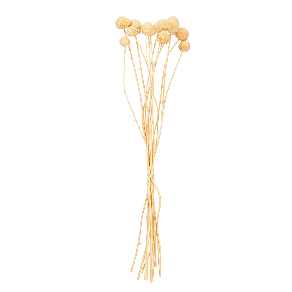 H1BBN999 16-20 in. Natural Dried Bleached Craspedia Bunch 1.75 oz