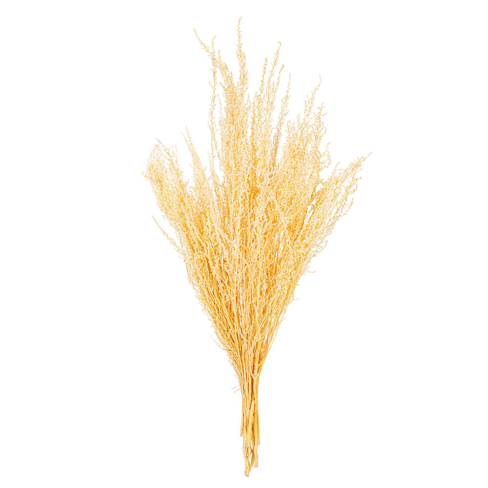 H1STB999 18 in. Natural Dried Bleached Stoebe Bunch, 2.5 oz