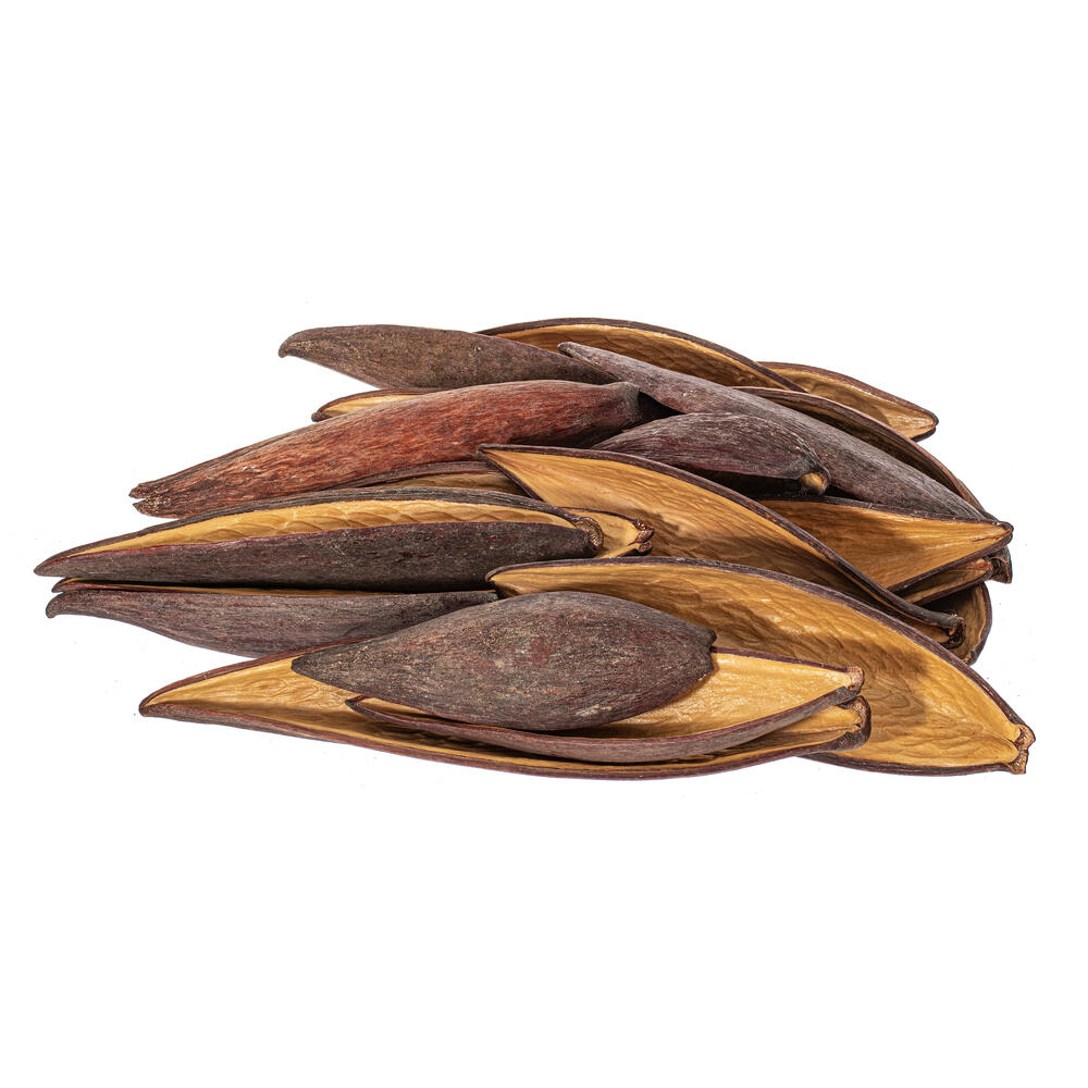 H2CAN000 1-2 in. Natural Canoinha Pod, 24 Per Bag