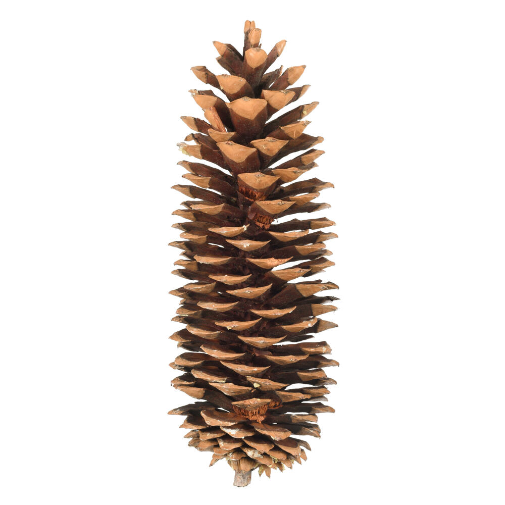 H4SPC000 9.5-10 in. Sugar Pinecone - Pack of 7 - Brown