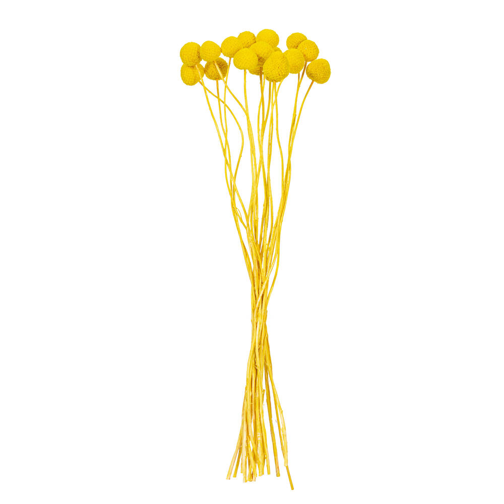 H1BBN700 16-20 in. Natural Dried Yellow Craspedia Bunch 1.75 oz