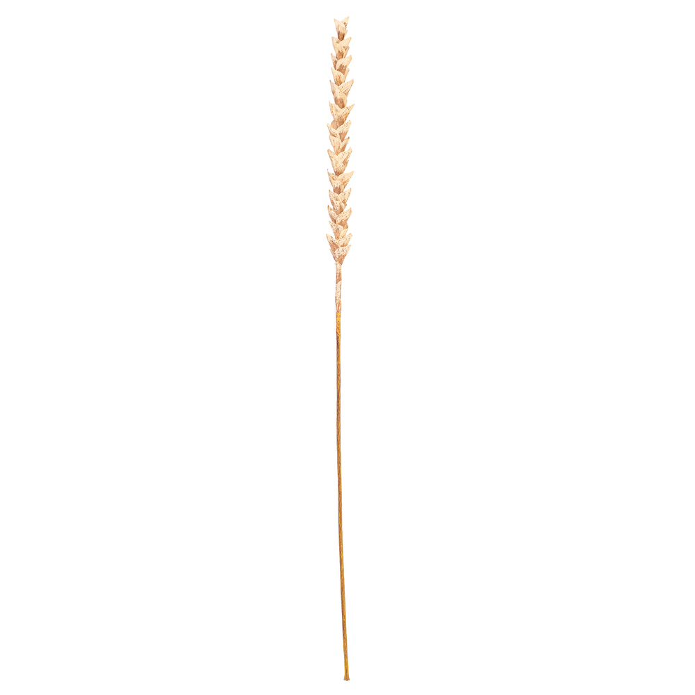 FMA235143 34 in. Artificial Light Brown Designer Polynesian Stem - Bag of 3