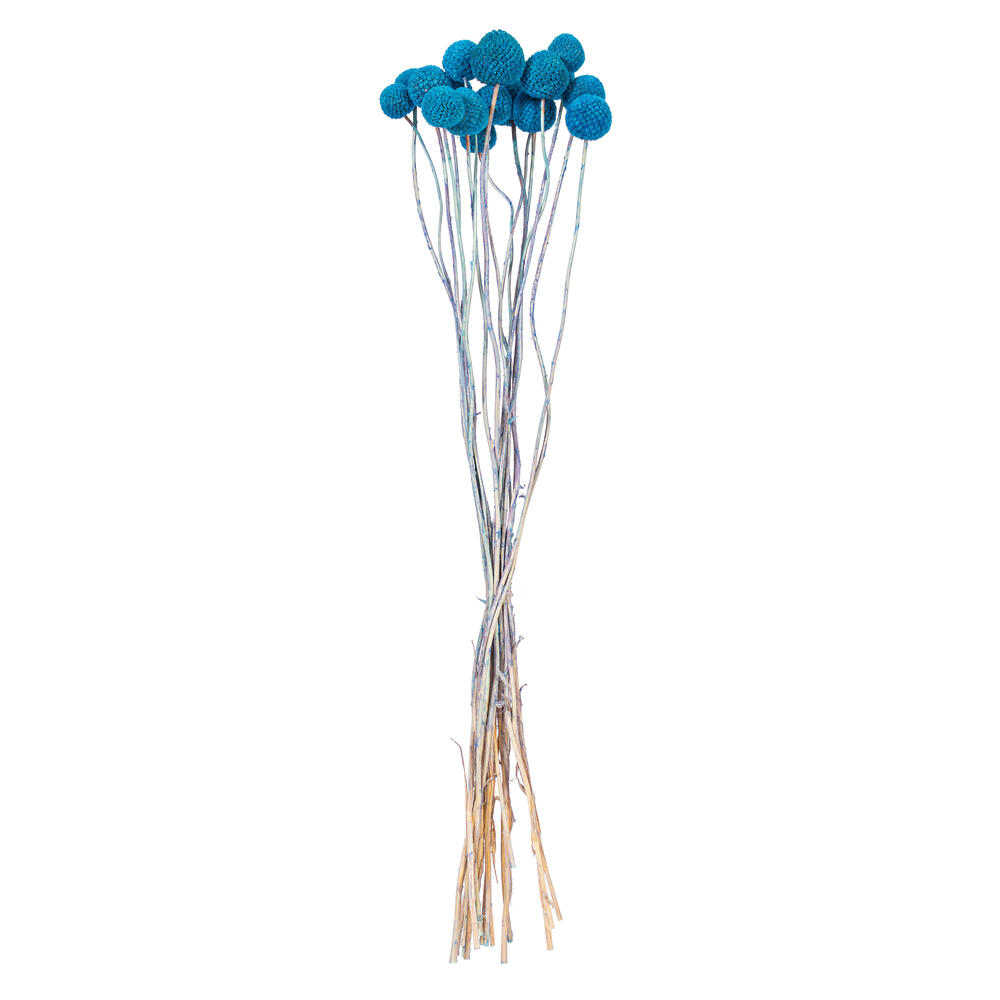 H1BBN505 16-20 in. Natural Dried Blue Craspedia Bunch, 1.75 oz