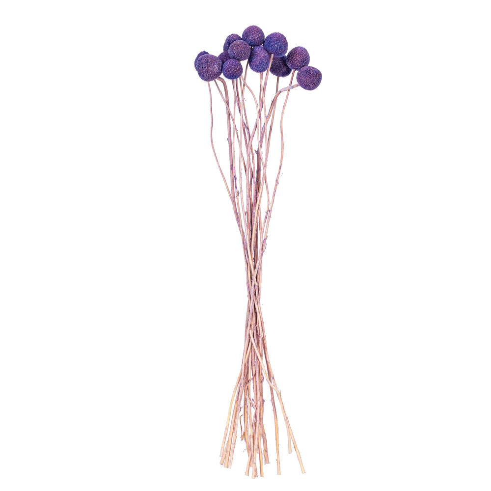 H1BBN550 16-20 in. Natural Dried Lavender Craspedia Bunch, 1.75 oz