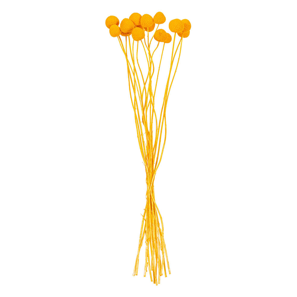 H1BBN775 16-20 in. Natural Dried Orange Craspedia Bunch, 1.75 oz