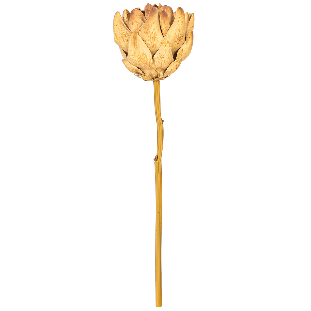 FXT234715 21.5 in. Light Brown Protea Stem - Bag of 2