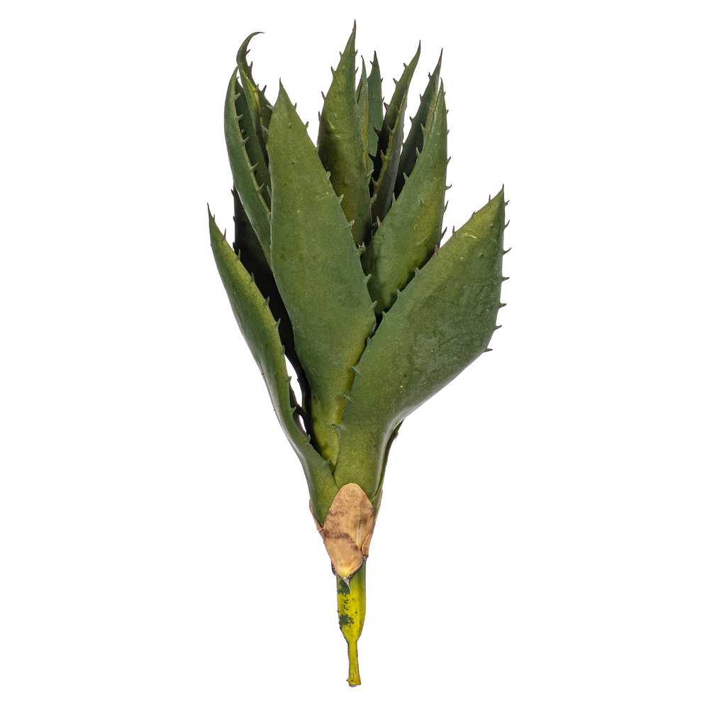 FE235808 8 in. Artificial Green Aloe Vera Pick - 2 Per Bag