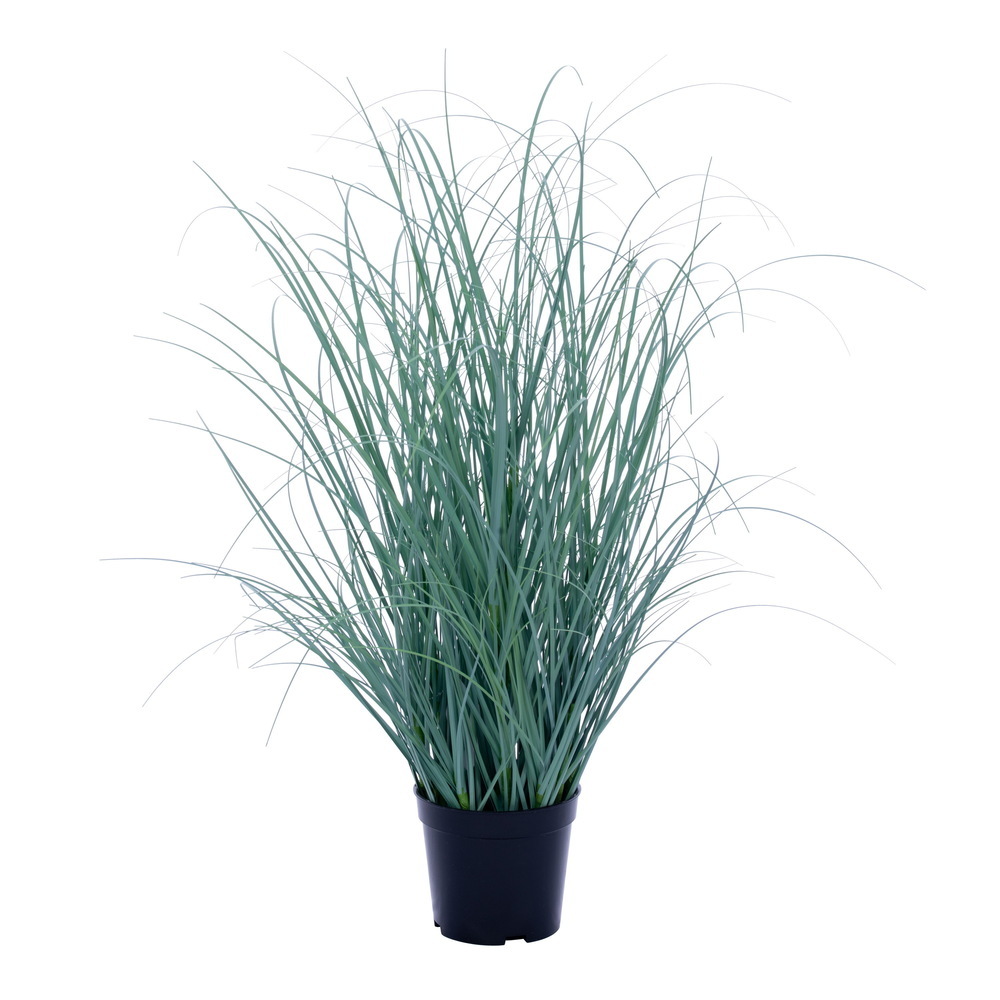 TD260124UV 24 in. Fescue UV Potted Grass, Blue