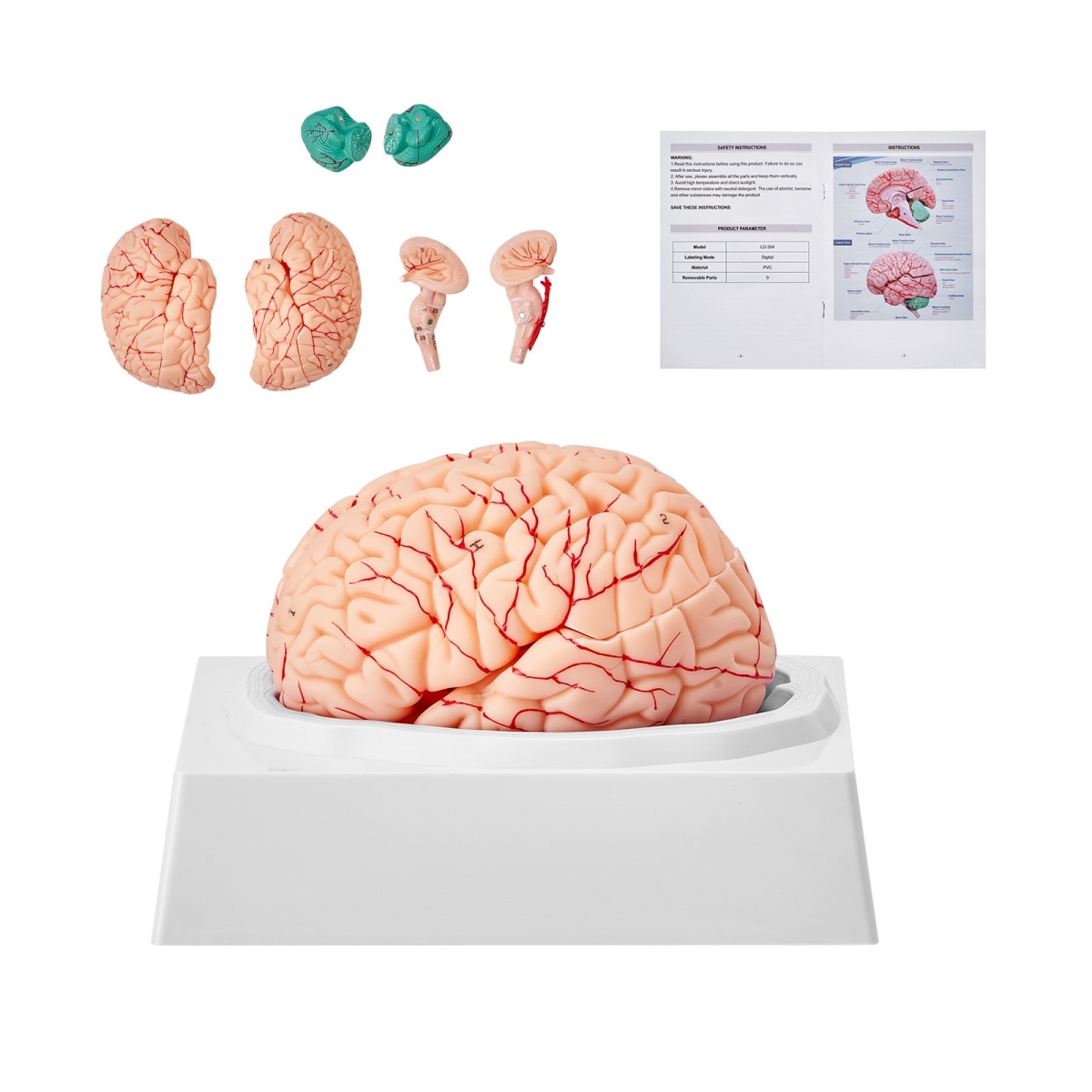 Picture of Vevor GGJRQGMX1JTRJ73DCV0 Human Brain Model Anatomy with Labels & Display Base
