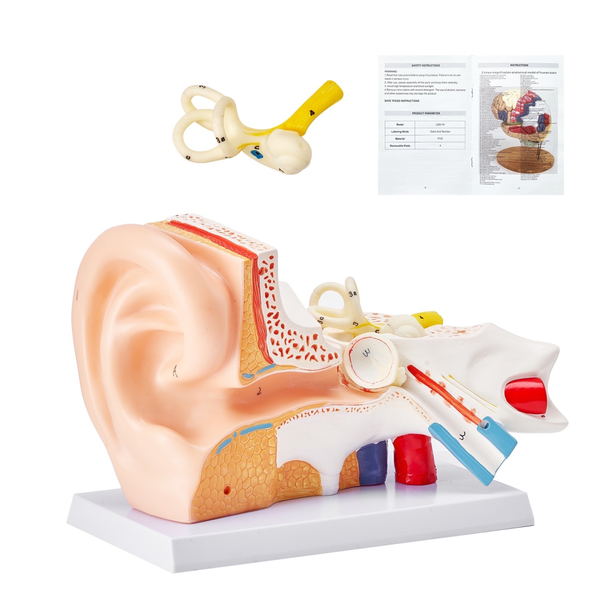 Picture of Vevor GGJRQGMX1JTRJXY3RV0 Human Ear Anatomy Model