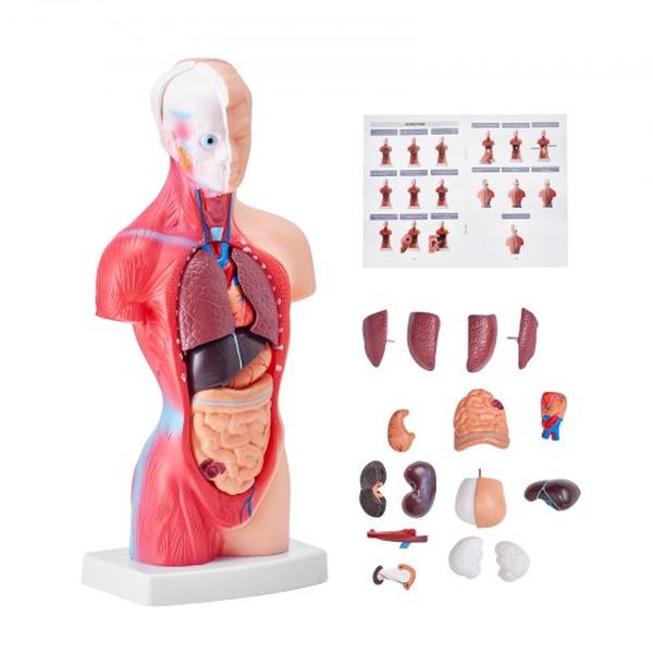 GGJRQGMX1JTR5DQJUV0 11 in. Human Torso Anatomy Anatomical Skeleton Human Body Model with 15 Parts Removable Organs -  Vevor