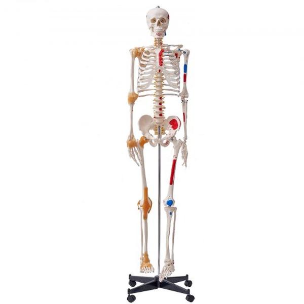 Picture of Vevor GGJRQGMX1JTHBQTJ3V0 71.65 in. Life Size Human Skeleton Model for Accurate PVC Anatomy Skeleton
