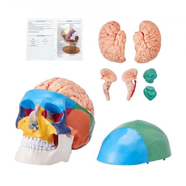 Picture of Vevor GGJRQGMX1JTCAVFX9V0 8-Parts Brain & 3-Parts Life-Size Painted Anatomy Skull Human Skull Model