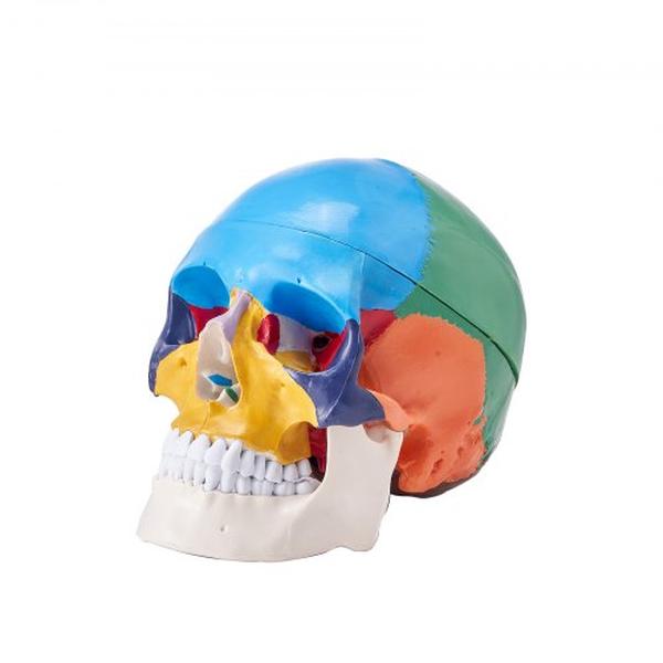Picture of Vevor GGJRQGMX1JTCDDYXBV0 3-Parts Life-Size Painted Anatomy Skull Human Skull Model
