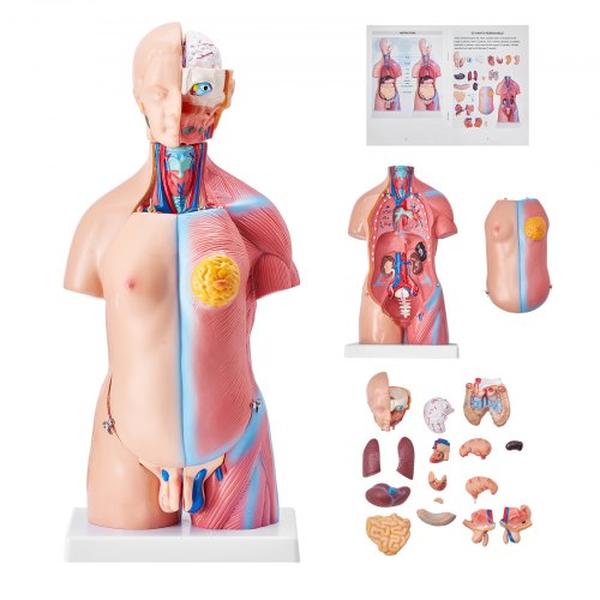 Picture of Vevor GGJRQGMX1JTRKRDCZV0 18 in. 23-Parts Unisex Human Torso Anatomy Anatomical Skeleton Human Body Model with Removable Organ