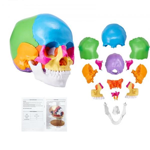 Picture of Vevor GGJRQGMX1JTCHI48YV0 22-Parts Life-Size Painted Anatomy Human Skull Model