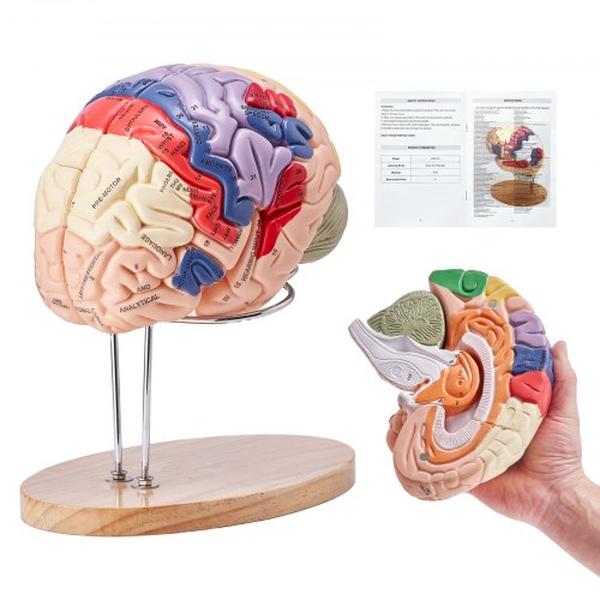 Picture of Vevor GGJRQGMX1JTRUVBUOV0 2X Life-Size 4-Part Anatomical Human Brain Model Anatomy Model with Labels & Display Base