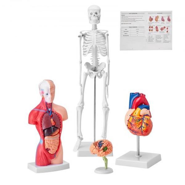 Picture of Vevor GGJRQGMX4JTS5PXUBV0 Brain Torso Body Heart Skeleton Human Anatomy Models Bundle Model - Set of 4
