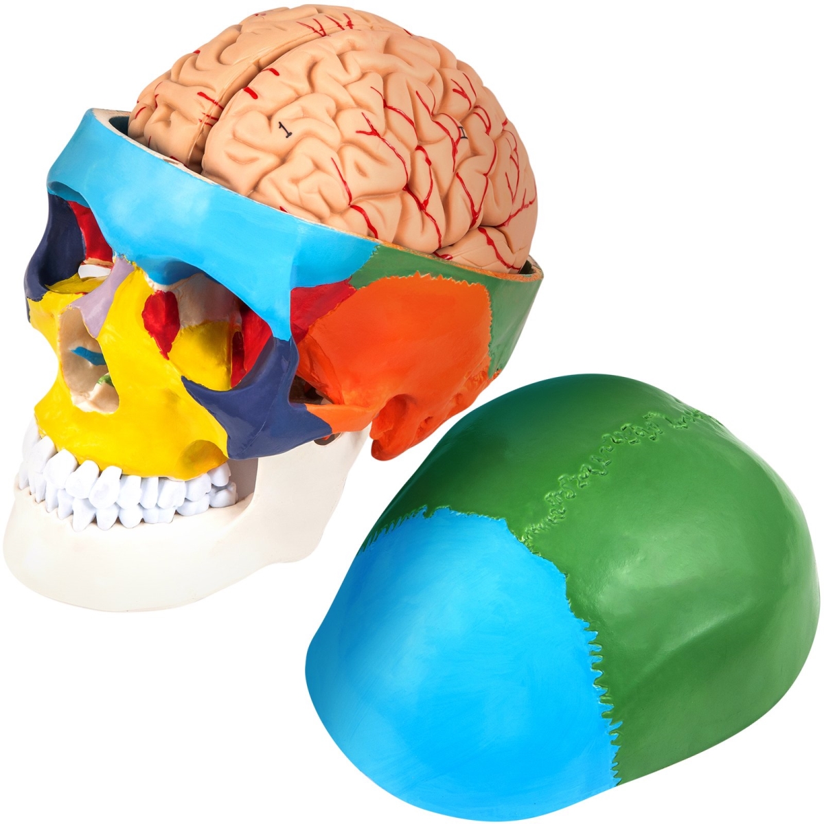 Picture of Vevor JXMXRLTGMXN8BF001V0 8 Parts Brain Human Skull Anatomy Human Skull Model