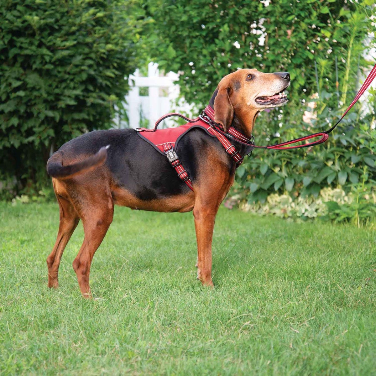 Reflective Harness, 24 to 35 in, Fastening Method: O-Ring Strap, Nylon Harness, True Red