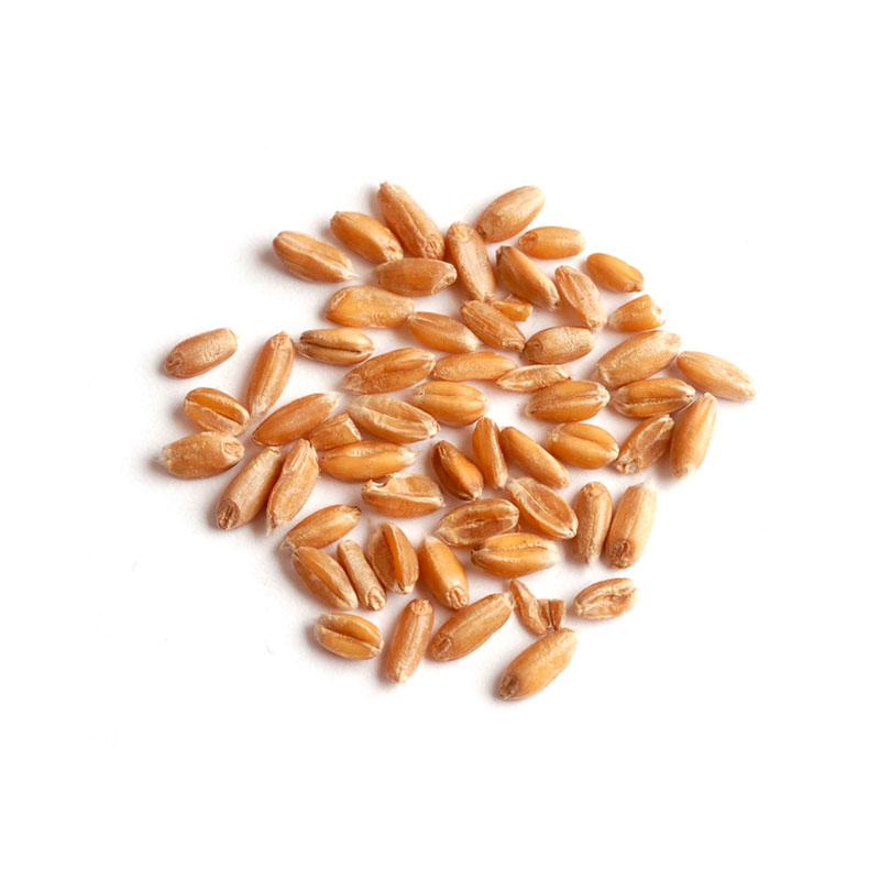 Picture of Woodland Foods 006971 25 lbs Spelt Grains