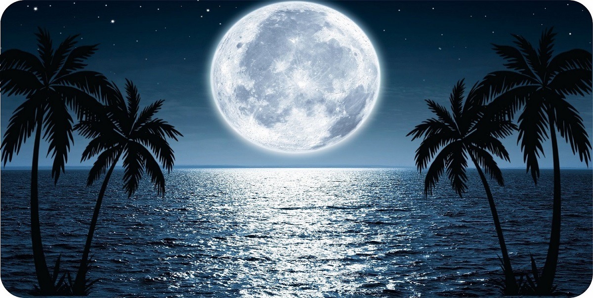 LPO7358 6 x 12 in. Moon Reflection Palm Tree Photo License Plate