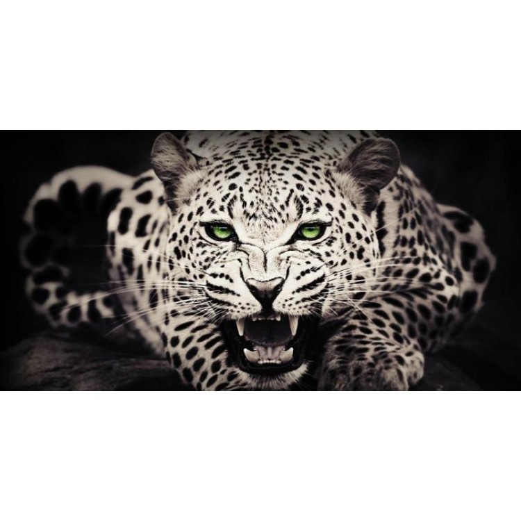 LPO4072 6 x 12 in. White Leopard Photo License Plate
