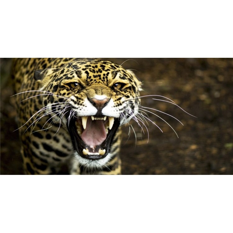 LPO3517 6 x 12 in. Leopard Photo License Plate