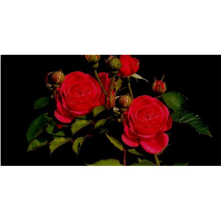 LPO3530 6 x 12 in. Red Roses Photo License Plate