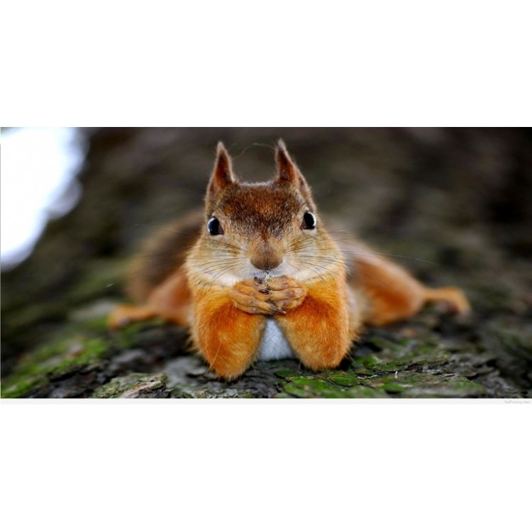 LPO3539 6 x 12 in. Squirrel Photo License Plate