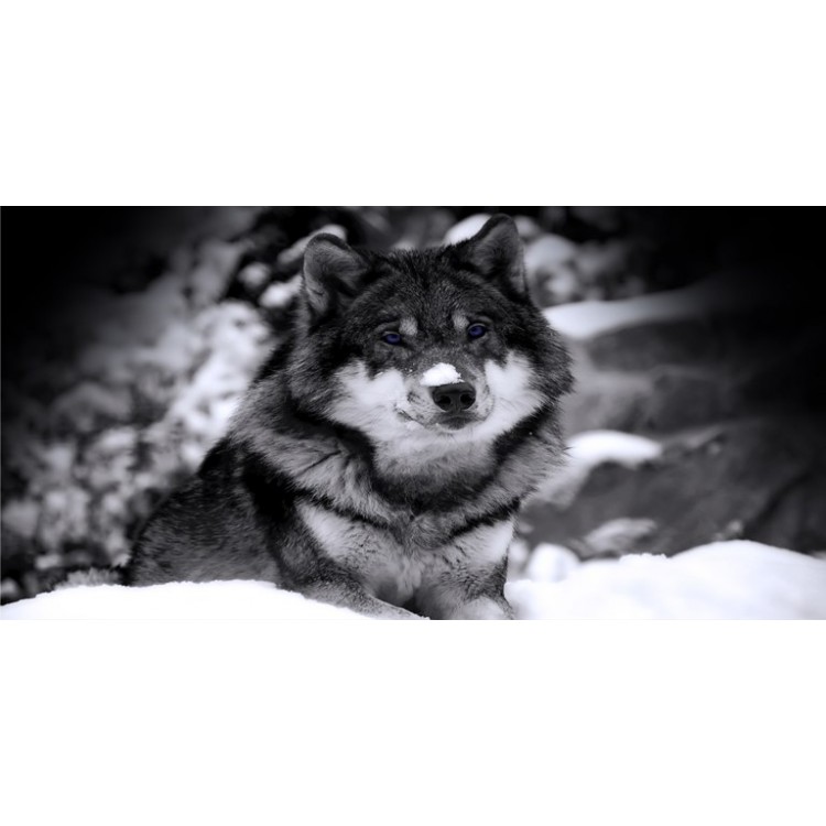 LPO3573 6 x 12 in. Wolf Black & White Photo License Plate