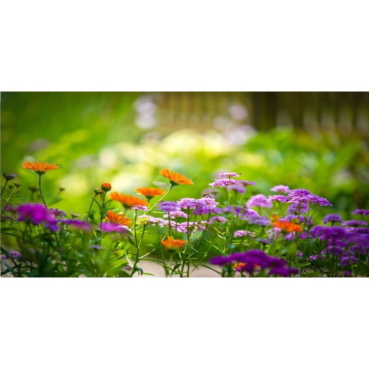 6 x 12 in. Chrysanthemum Flowers Photo License Plate