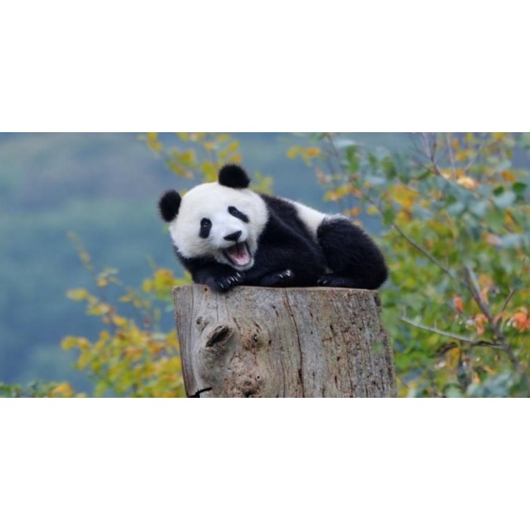 LPO6159 6 x 12 in. Panda Laughing Centered Photo License Plate