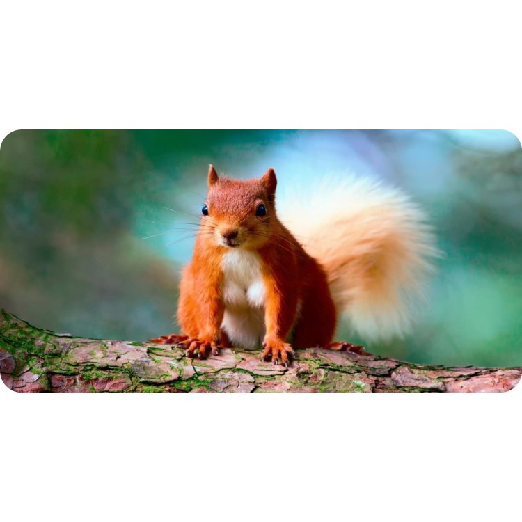 LPO6258 6 x 12 in. Red Squirrel Photo License Plate